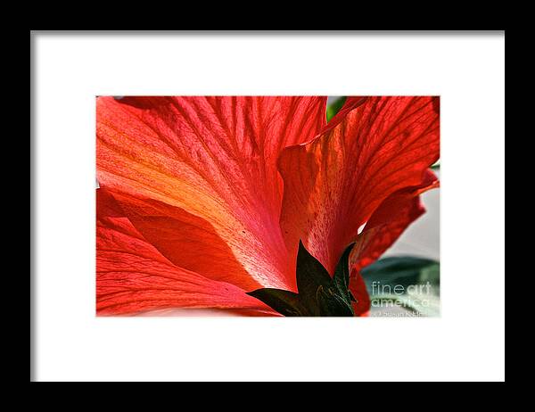 Outdoors Framed Print featuring the photograph Hibiscus Blossom by Susan Herber