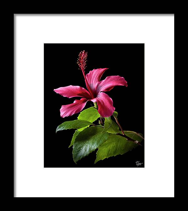 Flower Framed Print featuring the photograph Hibiscus by Endre Balogh