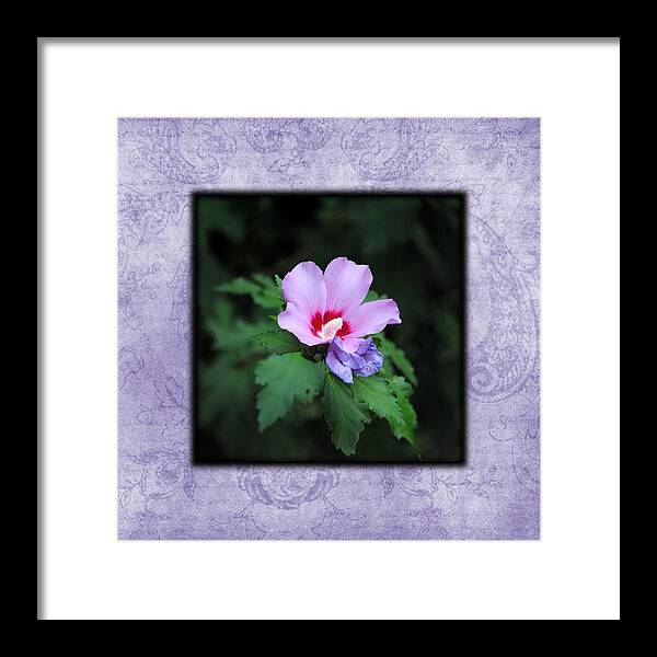 Hibiscus Framed Print featuring the photograph Hibiscus I Photo Square by Jai Johnson
