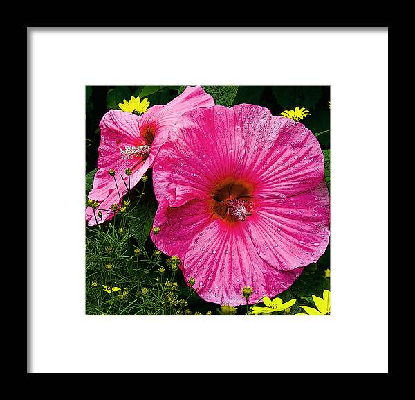 Flowers Framed Print featuring the photograph Hibiscus by Michael Friedman