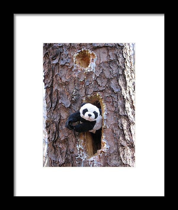 Panda Baby Framed Print featuring the photograph Hiding by Ausra Huntington nee Paulauskaite