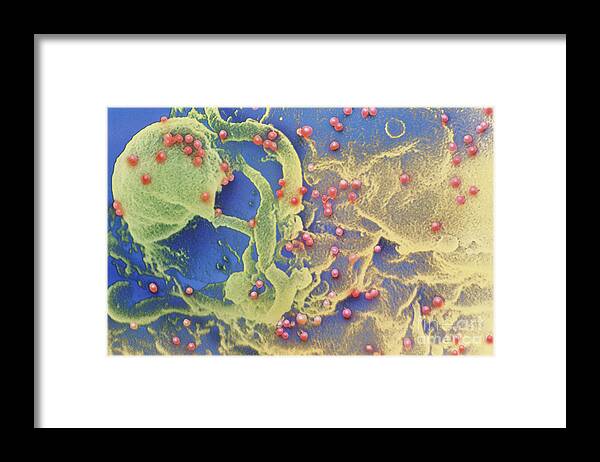 Virus Framed Print featuring the photograph Hiv Viruses by Science Source
