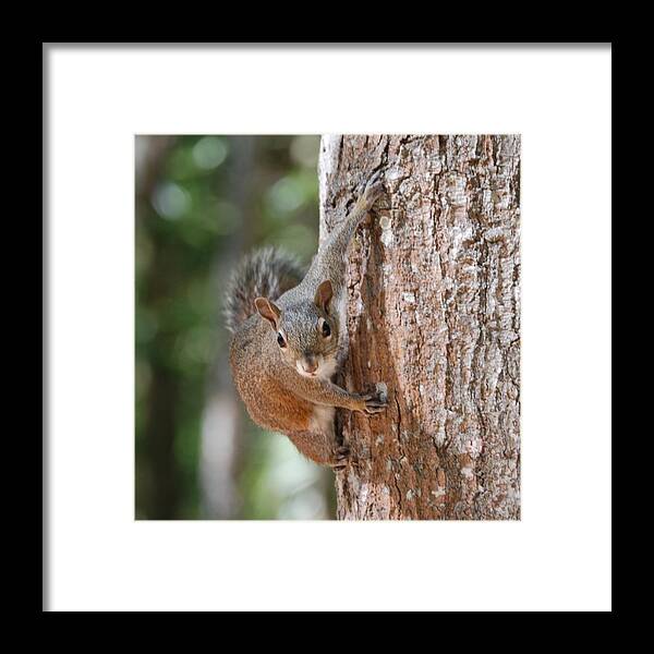 Squirrel Framed Print featuring the photograph Hold Tight by Judy Hall-Folde