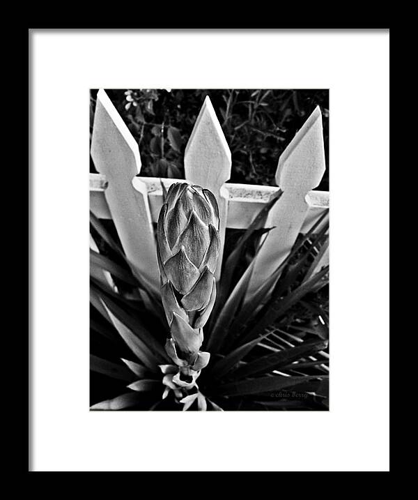 Nature Framed Print featuring the photograph Homage to Del Rio by Chris Berry