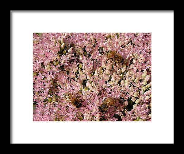 Honey Framed Print featuring the photograph Honey Bees At Work by Kim Galluzzo