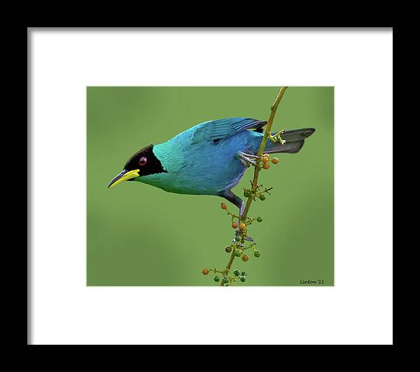 Green Honeycreeper Framed Print featuring the photograph Honeycreeper 2 by Larry Linton