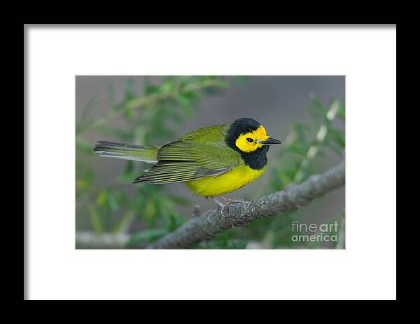 Clarence Holmes Framed Print featuring the photograph Hooded Warbler by Clarence Holmes