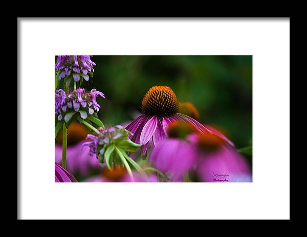 Flowers Framed Print featuring the photograph Hope by Dorothy Cunningham