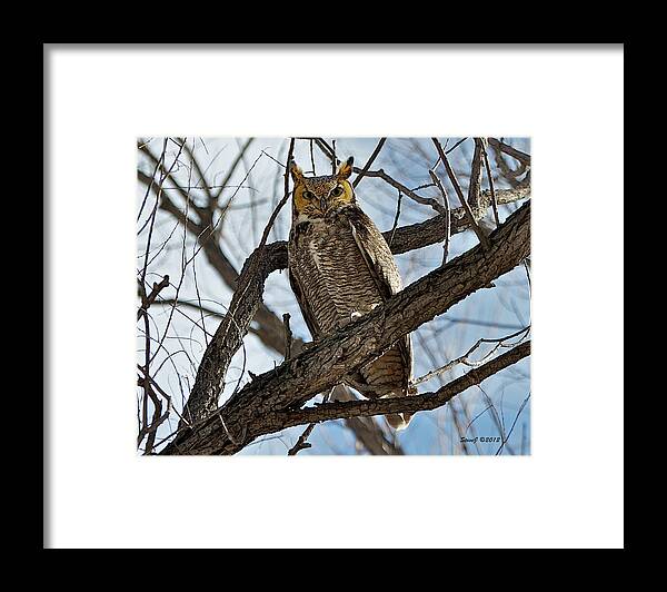 Owl Framed Print featuring the photograph Horned Owl in Tree by Stephen Johnson