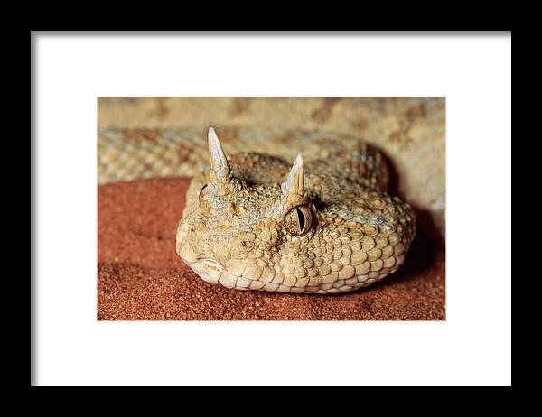 Mp Framed Print featuring the photograph Horned Viper Cerastes Cerastes Portrait by Michael & Patricia Fogden