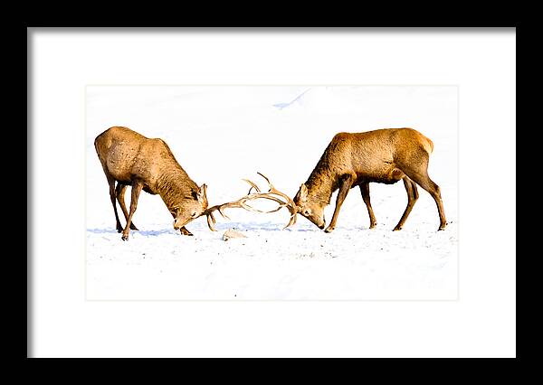 Wapiti Framed Print featuring the photograph Horns a Plenty by Cheryl Baxter