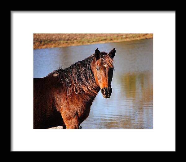 Afternoon Framed Print featuring the photograph Horse By The Water by Jai Johnson