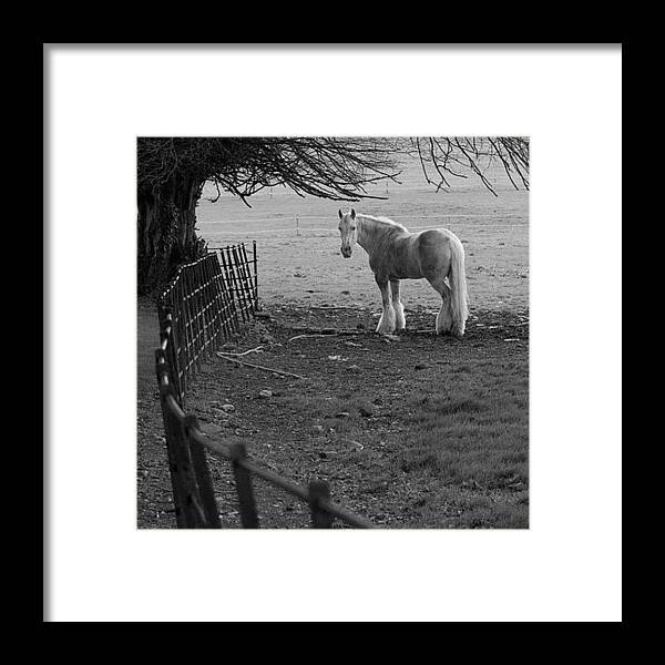 Irish Framed Print featuring the photograph #horse #fence #ireland #irish #cork by Michael Lynch