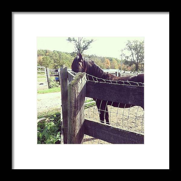 Horse Framed Print featuring the photograph Horse by Jessica Stonger
