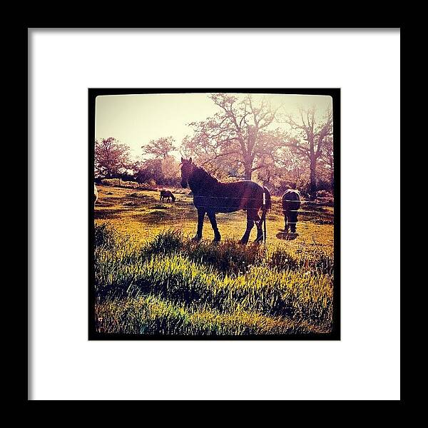 Beautiful Framed Print featuring the photograph #horse #sunshine #silhouette #sunrise by Bryan P