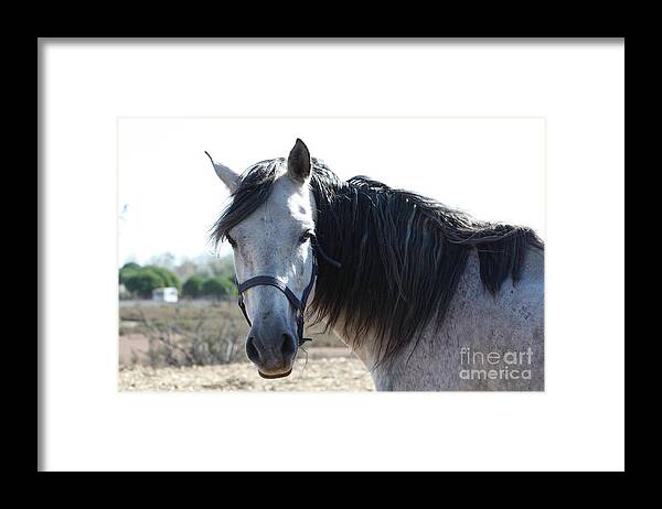 Horse Framed Print featuring the photograph Horse with a look by Rogerio Mariani