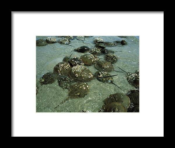 Horseshoe Crabs Framed Print featuring the photograph Horseshoe Crab Research by Volker Steger