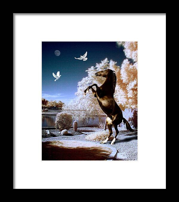 Birds Framed Print featuring the photograph Horsing Around by Jim Painter