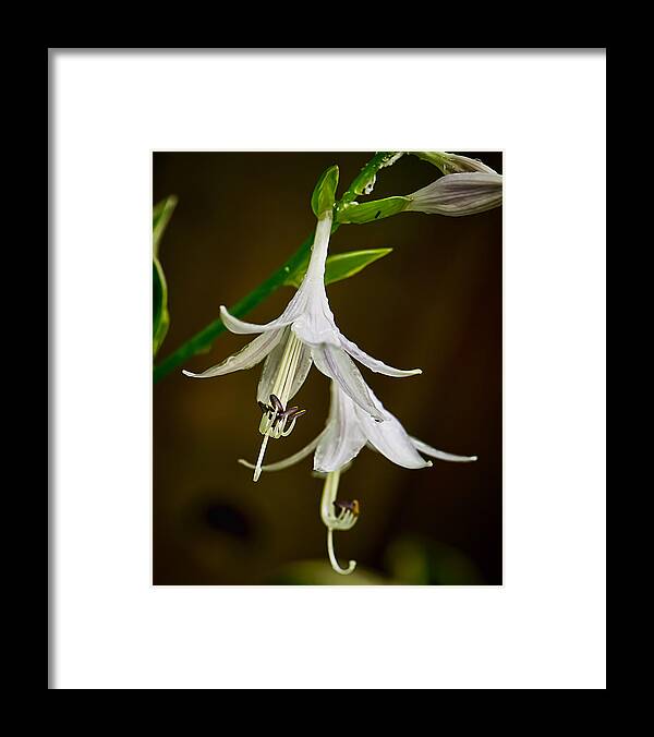 Location Framed Print featuring the photograph Hosta Bells by Michael Putnam