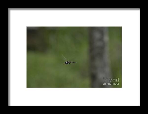 Insect Framed Print featuring the photograph Hovering by Donna Brown