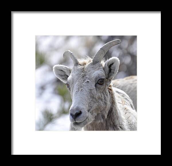 Mountain Sheep Framed Print featuring the photograph How Close Is Too Close by Dorrene BrownButterfield