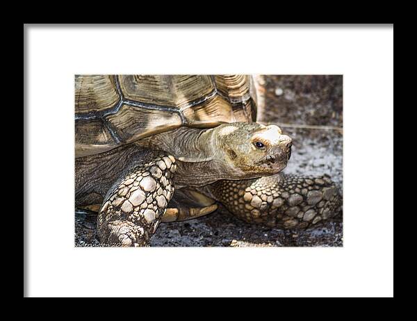 Turtle Framed Print featuring the photograph How old am I by Shannon Harrington