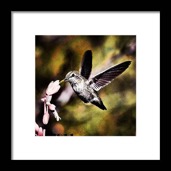 Scenery Framed Print featuring the photograph #hummingbird #feathers #birds #scenery by Artistic Shutter