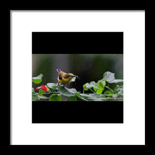 Beautiful Framed Print featuring the photograph Hummingbird In The Rain by Zachary Voo