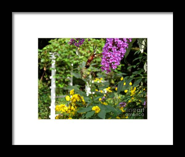 Hummingbird Moth Framed Print featuring the photograph Hummingbird Moth in Flight by Nancy Patterson