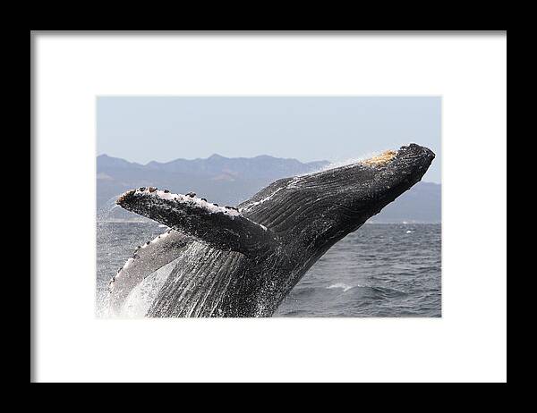 00448010 Framed Print featuring the photograph Humpback Whale Breaching Baja by Suzi Eszterhas