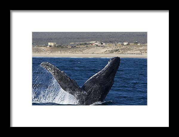 00429926 Framed Print featuring the photograph Humpback Whale Breaching Sea Of Cortez by Suzi Eszterhas