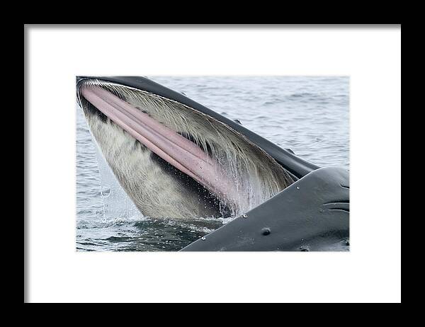 Mp Framed Print featuring the photograph Humpback Whale Feeding Southeast Alaska by Flip Nicklin