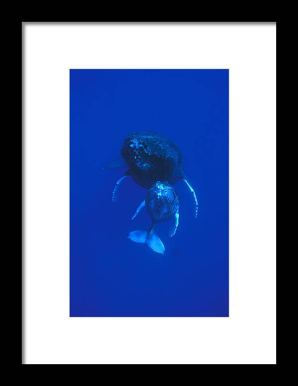 00114452 Framed Print featuring the photograph Humpback Whale Mother And Calf Off Maui by Flip Nicklin