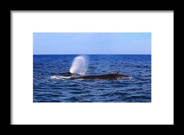 Whales Framed Print featuring the photograph Humpbacks by Paul Svensen