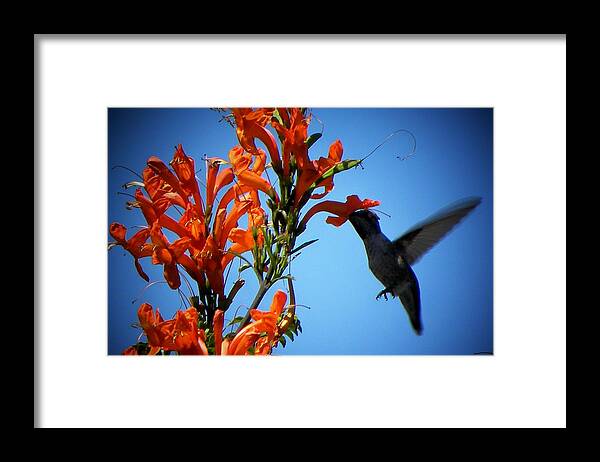 Bird Framed Print featuring the photograph Hungry by Michael Snyder