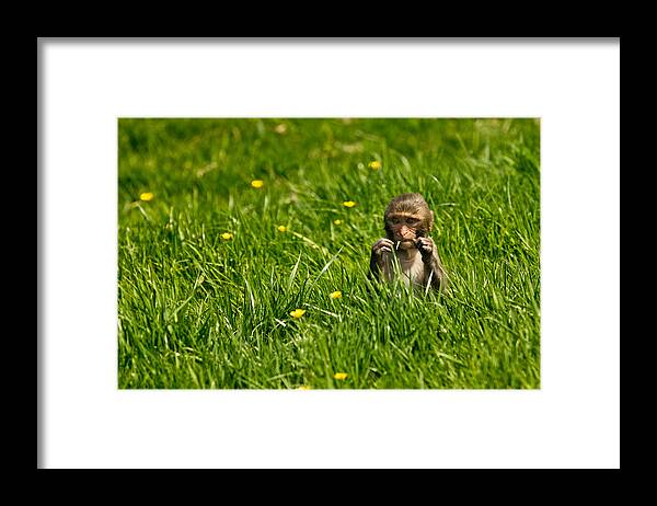 Rhesus Framed Print featuring the photograph Hungry Monkey by Justin Albrecht