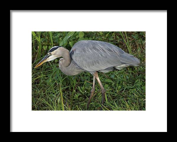 Great Blue Heron Framed Print featuring the photograph Hunter by Jerry Cahill