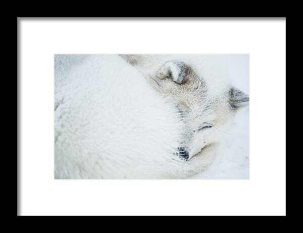 Horizontal Framed Print featuring the photograph Husky by Andre Schoenherr