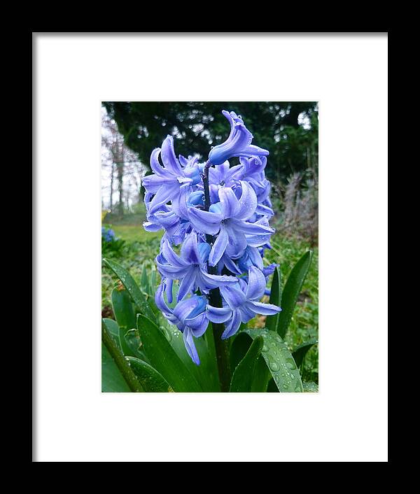 Hyacinth Framed Print featuring the photograph Hyacinth in Bloom by Victoria Lakes