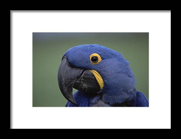 Mp Framed Print featuring the photograph Hyacinth Macaw Anodorhynchus by Konrad Wothe