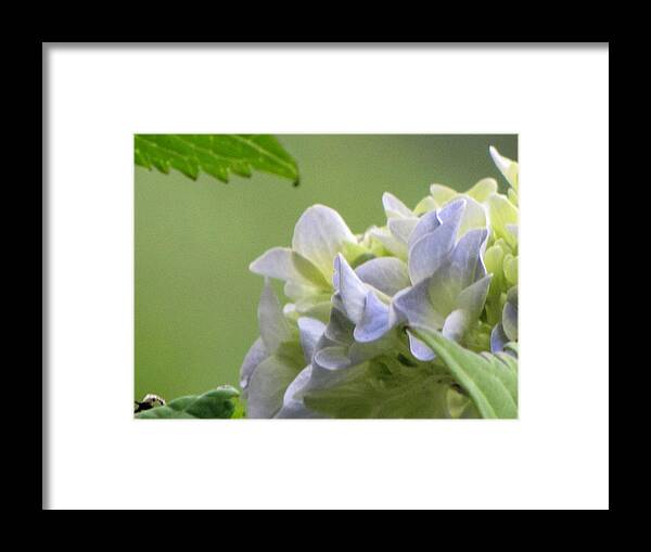 Hydrangea Framed Print featuring the photograph Hydrangea Blossom by KATIE Vigil