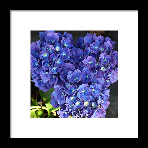 Blue Hydrangea Framed Print featuring the photograph Hydrangea by Mary Jo Zorad