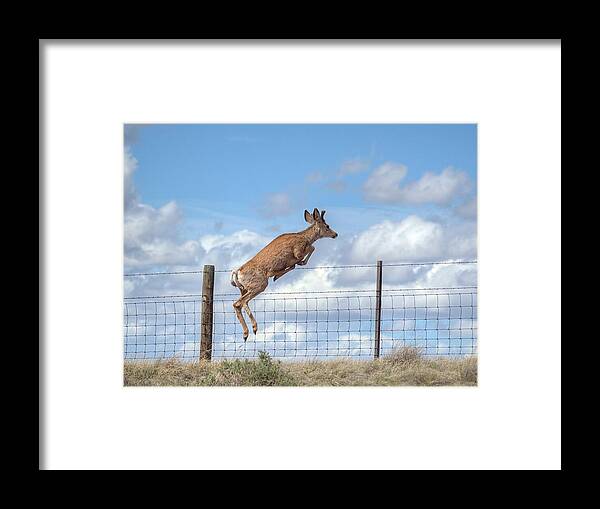 Deer Framed Print featuring the photograph I Am Outta Here by HW Kateley