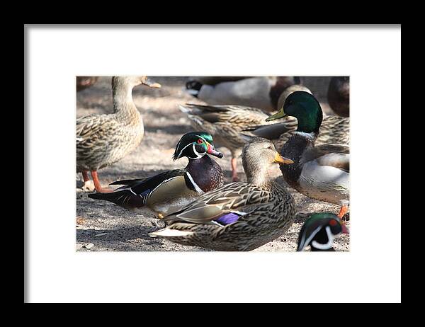 Wood Duck Framed Print featuring the photograph I Found Waldo by Amy Gallagher