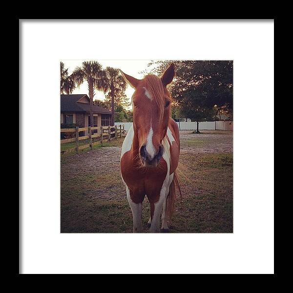 Horse Framed Print featuring the photograph I Have Cool Neighbors by Masood Ahmed