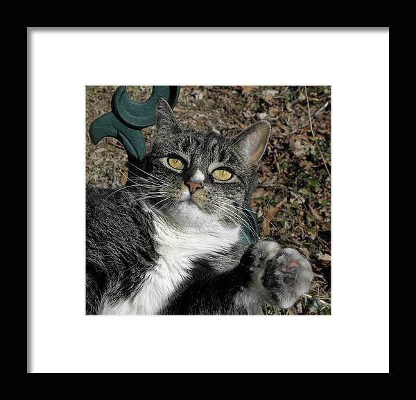 Cat Framed Print featuring the photograph I have my eyes on it by Kim Galluzzo