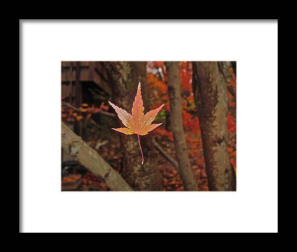 Digital Photograph Framed Print featuring the photograph I Know- I Know- I See It--aka Gold leaf by Cliff Spohn