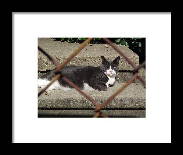 Guy Ricketts Photography And Art Framed Print featuring the photograph I Know Why the Caged Morty Naps by Guy Ricketts