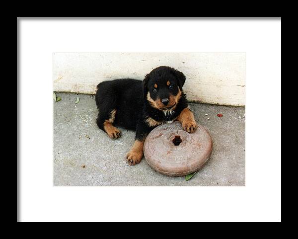 Rottweilers Framed Print featuring the photograph I lift weights you know by Lee McCormick