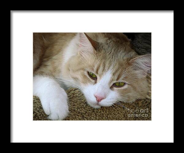 Cats Framed Print featuring the photograph I Miss You by Ellen Cotton
